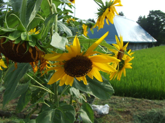 Dscf0465 Dscf0465
