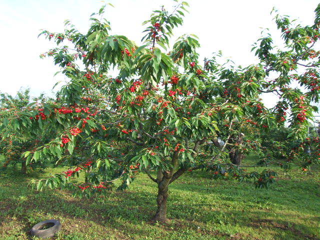 Dscf1239 Dscf1239