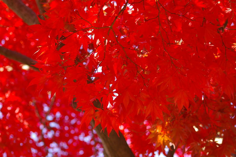 Imgp0013061110 Imgp0013061110