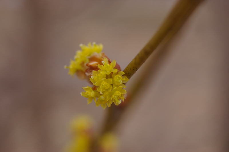 黄色い樹木の花