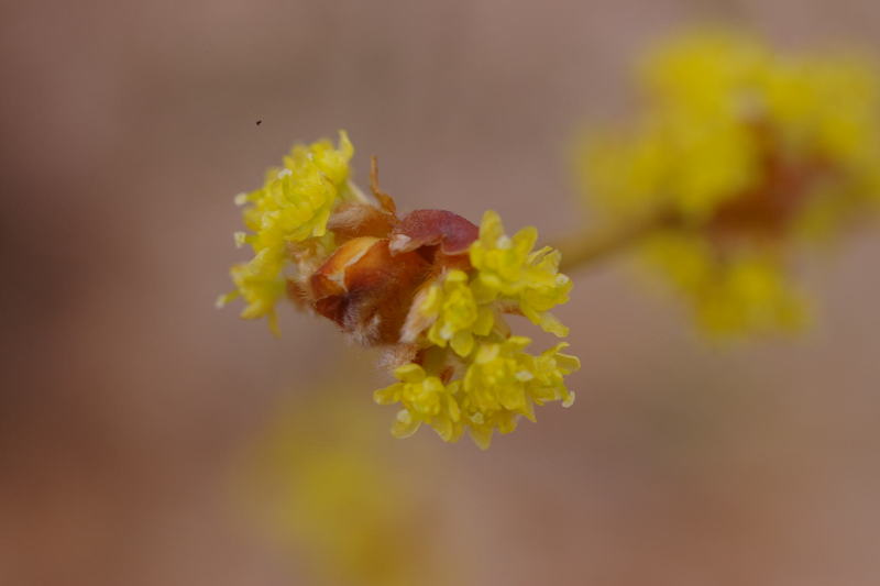 Imgp0052 ウコンバナ