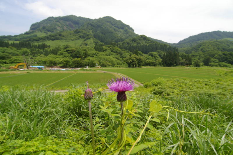 　飯豊山に向かう道で　「新緑にアザミ」