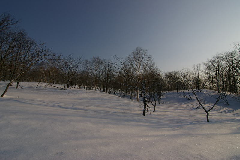 雪原に樹木が広がる　「樹海ライン」