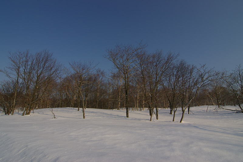 雪原に樹木が広がる　「樹海ライン」