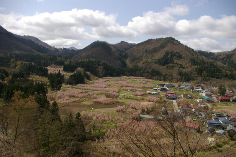 春の関山の啓翁桜の風景