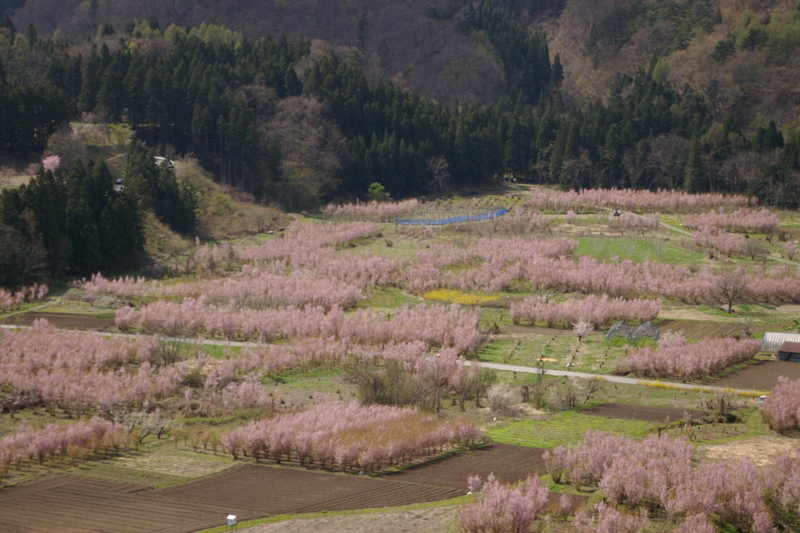 Imgp0093060503 春の関山の啓翁桜の風景