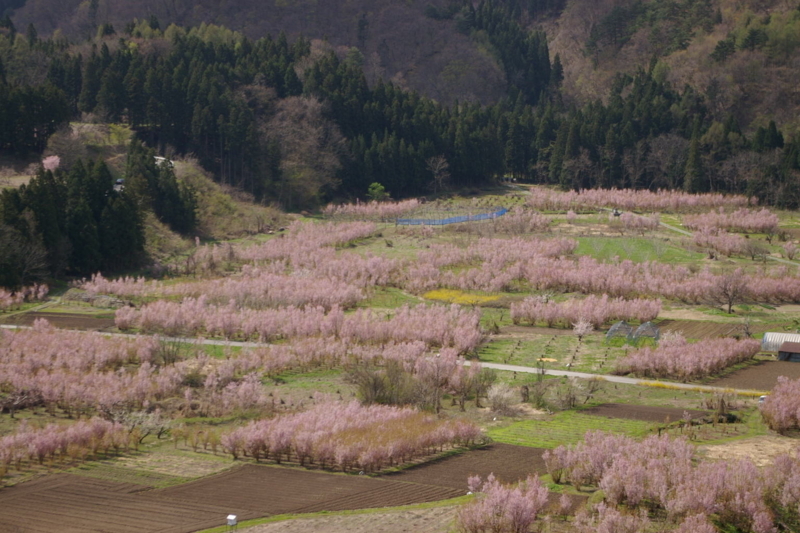 春の関山の啓翁桜の風景