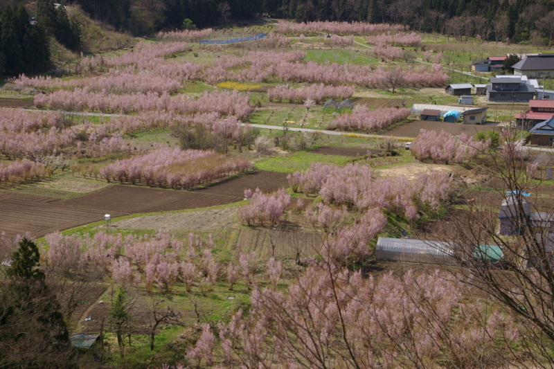 春の関山の啓翁桜の風景