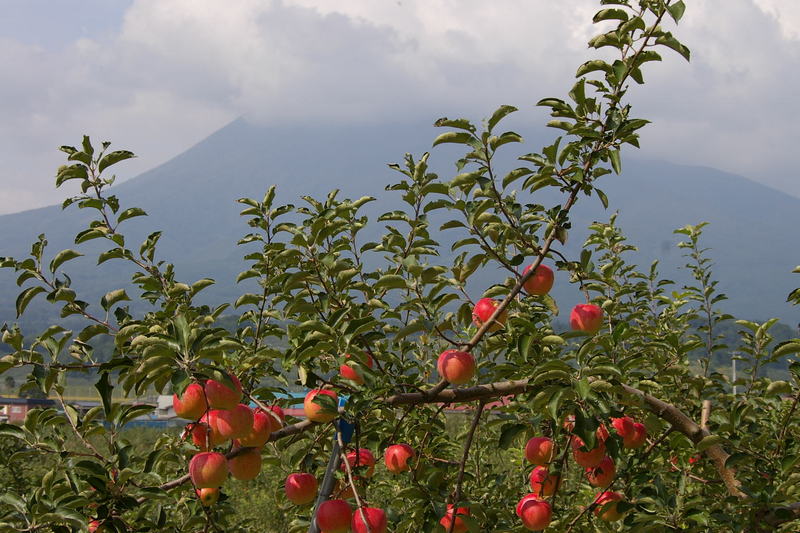 Imgp0104apple I岩木山とりんご