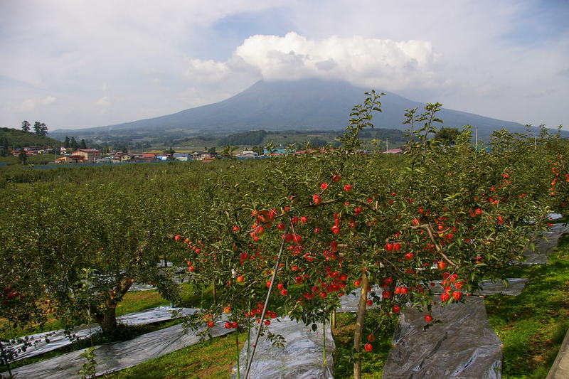 岩木山にはりんごがよく似合う