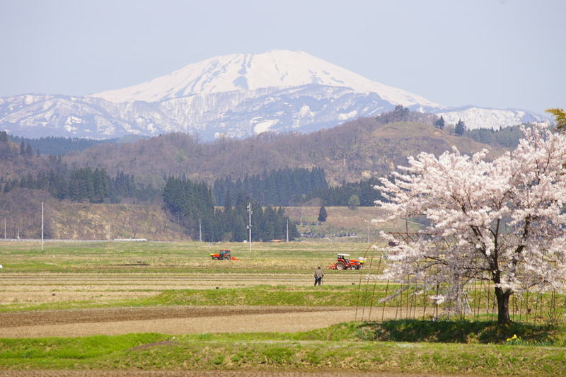 鮭川村　「鳥海山と桜」