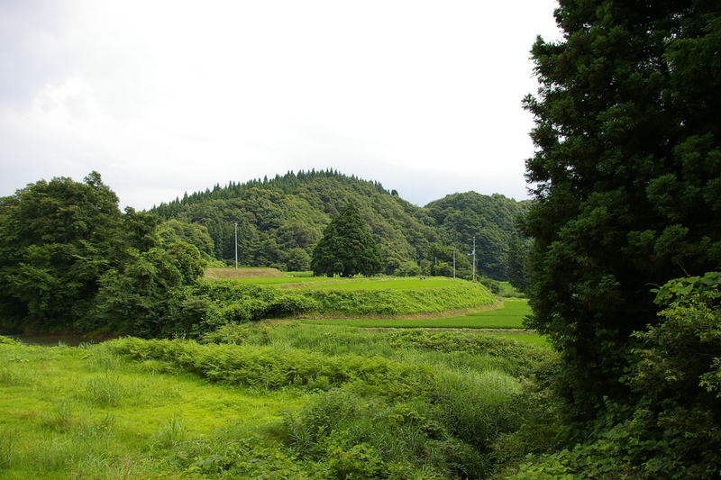 Imgp0157_1 トトロの木