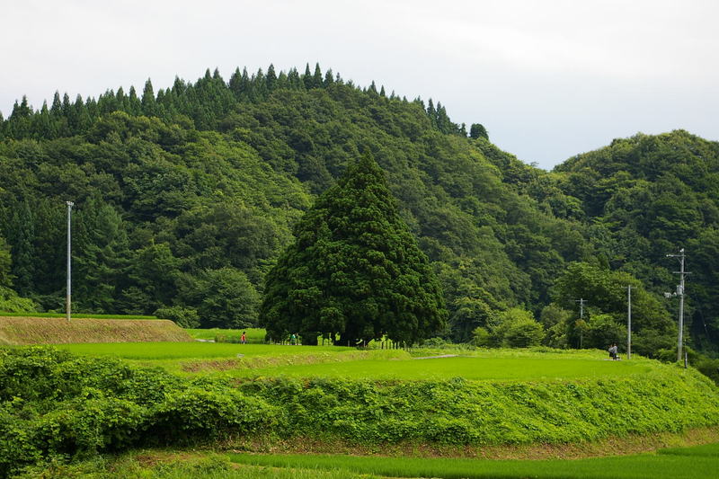 Imgp0165 トトロの木