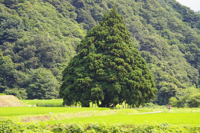 Imgp0166 トトロの木