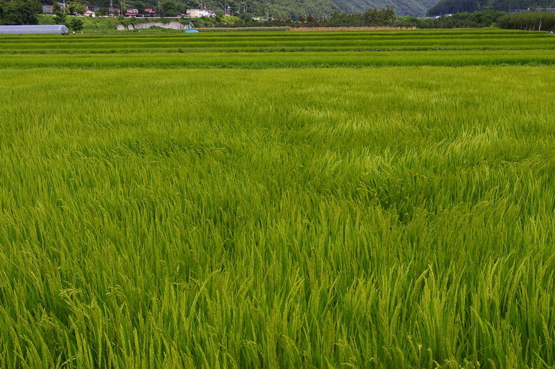 Imgp0229 Imgp0229