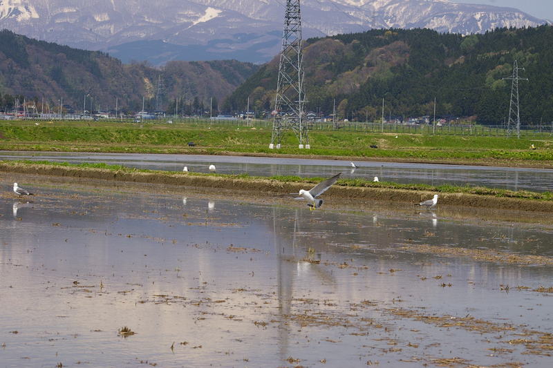 田園に写る鳥海山