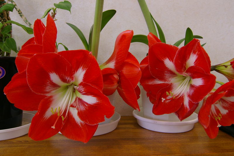 Imgp0276abc アマリリス