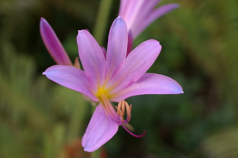 Imgp0379_1 夏水仙