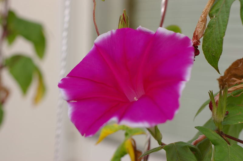 Imgp0393 朝顔