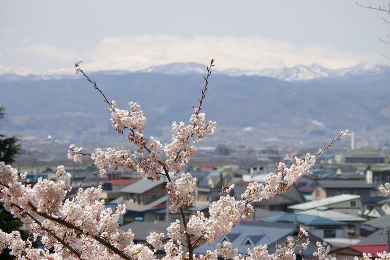 「月山と桜」　若木山に登って撮影しました