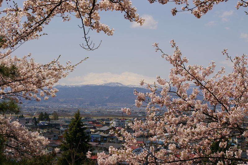 Imgp0467 月山と桜