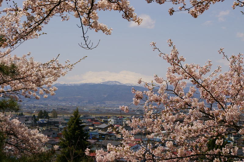 月山と桜