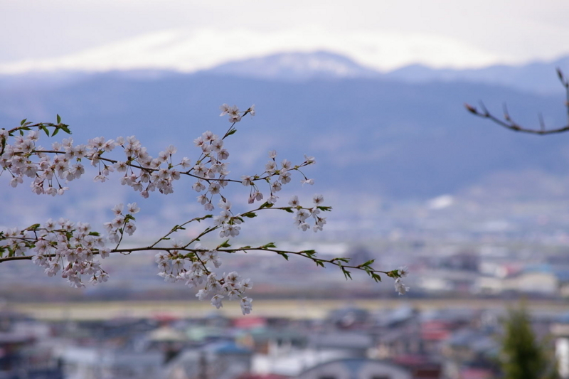 月山と桜