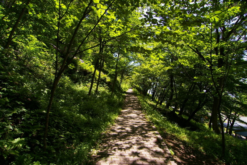 若木山を登る道