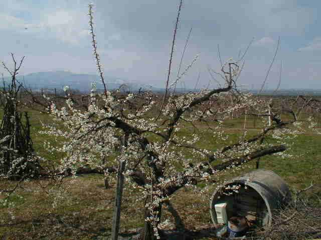 ume51 ume51