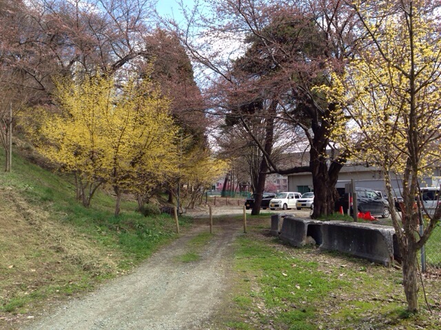 今年の山茱萸2015