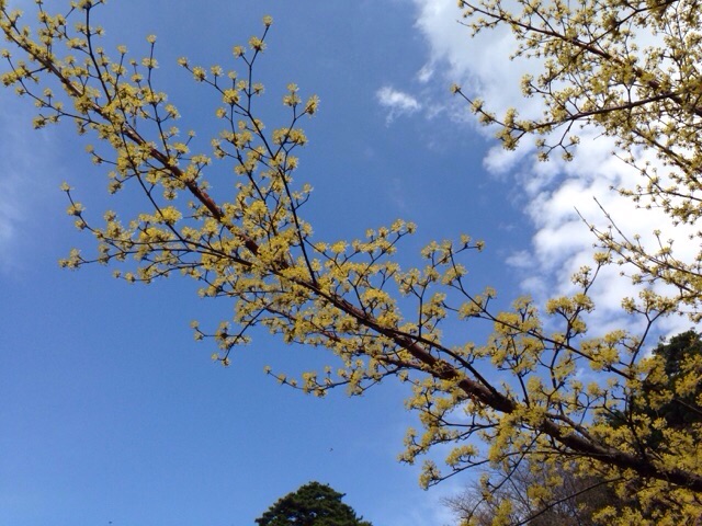 今年の山茱萸2015