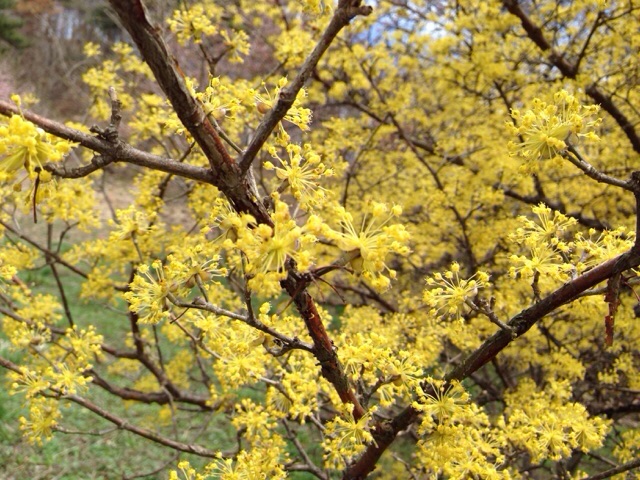 I今年の山茱萸2015