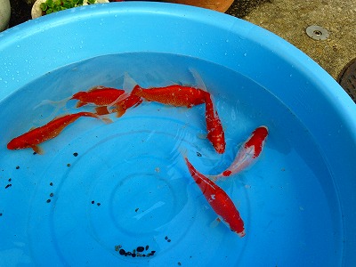 金魚の水槽の掃除をしました。