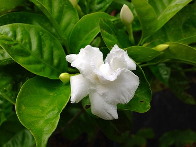 0130727 三友花の白い花