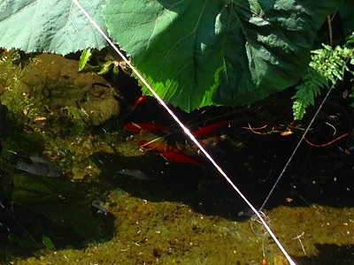 ヒマラヤユキノシタに隠れる池の金魚たち