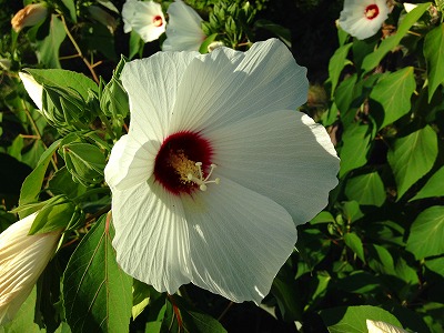 0490802 芙蓉の花