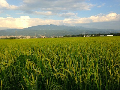 0600810 山形市の田んぼと蔵王
