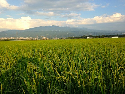 山形市の田んぼと蔵王