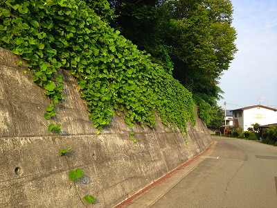 006 葛