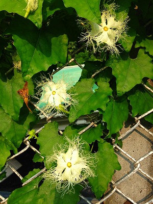 烏瓜の花と葛の花