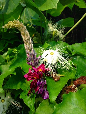 烏瓜の花と葛の花