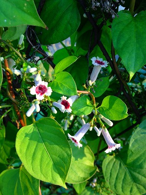 0020812 屁糞葛の花です