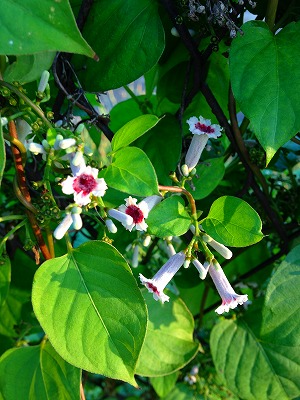 屁糞葛の花です