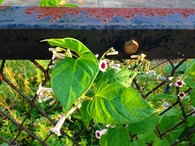 屁糞葛の花です