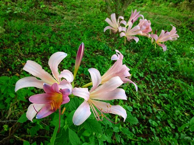 夏水仙