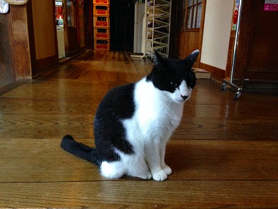 0100830 藤島旅館の猫