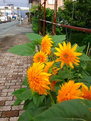 第六師団前の踏切 ダリアが綺麗でしたtitle=