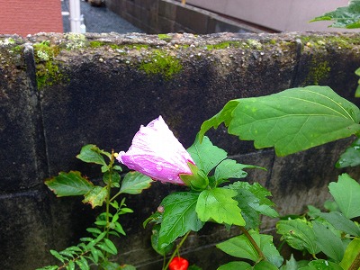 0010911 ムクゲの花、ソウタン