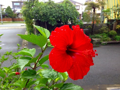 0130911 ハイビスカス