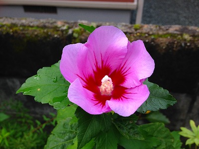 0120914 宗旦の花